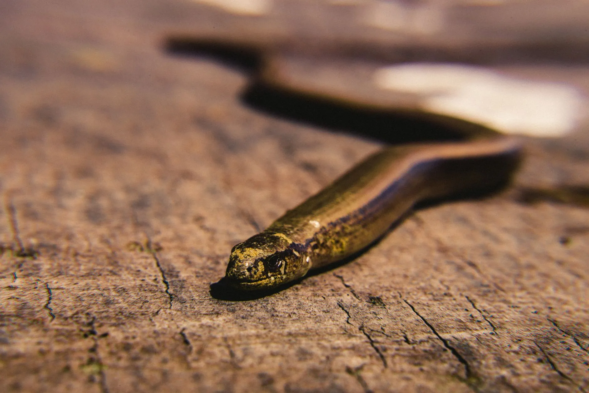 Illustration : serpent